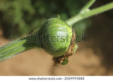 Growing Young Fruit of a Squah Plant Royalty-Free Stock Photo #2069993888