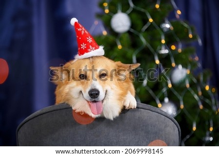 Funny corgi dog celebrates new year in santa claus hat. Dog with gifts under the Christmas tree. Cute Christmas dog.