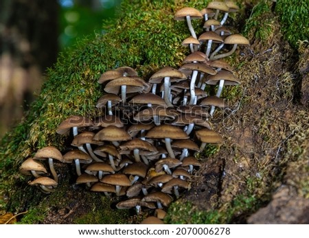 Forest mushrooms in the grass. Gathering mushrooms growing on an old tree stump in the forest.