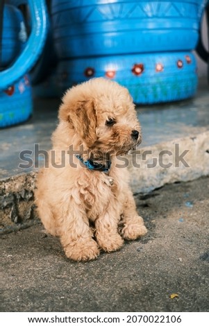 puppy, cute little dog is sitting and staring at something