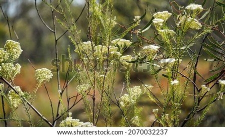 Flowers and plants growing in a Flora Reserve north of Gilgandra Royalty-Free Stock Photo #2070032237