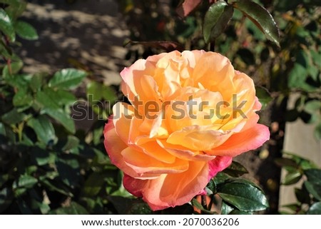 Rose Flowers pictures, stock photos