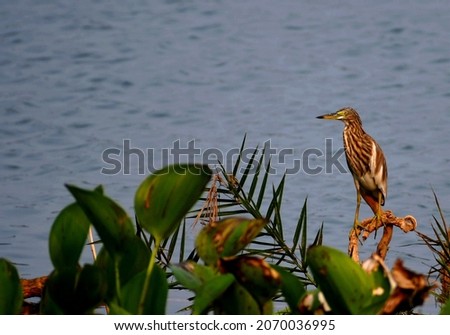 Picture of a bird sitting by the river.