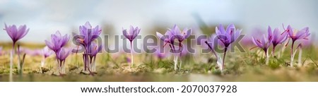Saffron flowers on field panorama. Crocus sativus blooming purple plant on ground, closeup panoramic view. Harvest collection season