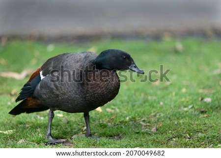 Male paradise duck walking on grass field 