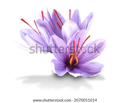 Saffron is a spice derived from the flower of Crocus sativus . Royalty-Free Stock Photo #2070051014