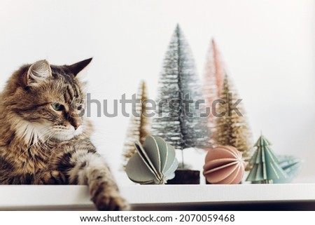 Cute maine coon cat near Christmas trees and ornaments in a Scandinavian apartment, Modern minimalist Christmas tree decorations and ornaments.