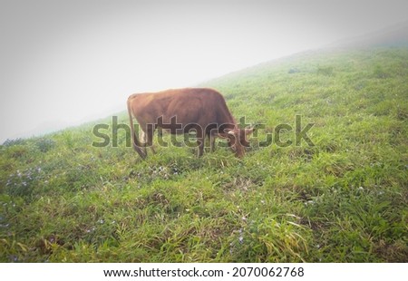 
Coorg, Karnataka, India-September 22 2021;A Pretty picture of the  Mandal patti hills covered in Mist and a Cow grazing on the lush foliage at very high altitude in the monsoon in Coorg, India.
