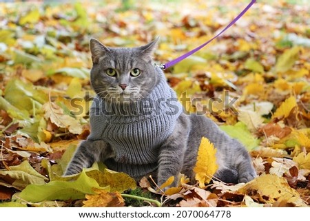 picture of walking kitty on leash. colorful autumn leaves. october or november wallpaper. british cat wearing warm sweater. pet in clothes.