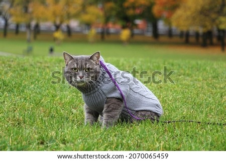 picture of walking kitty on leash. colorful autumn leaves. october or november wallpaper. british cat wearing warm sweater. pet in clothes.