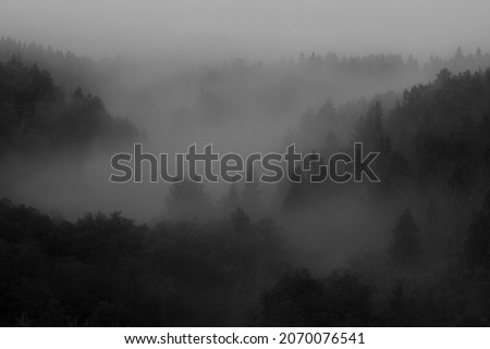 hazy forest. Abstract monochrome photo picture.