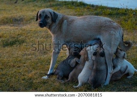 Mother dog breastfeeding her puppies, puppies pictures.