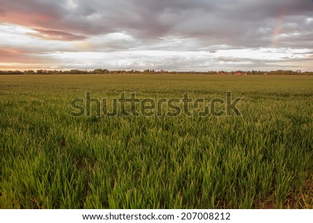 yellow Wheat field