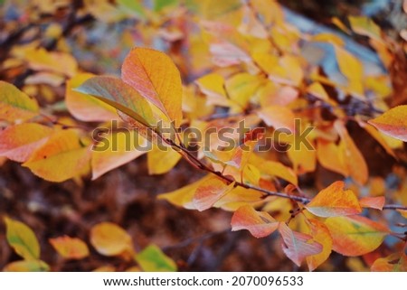 shallow depth of field and selective focus. beautiful leaves in fall