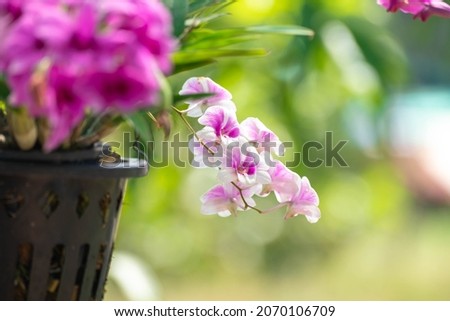 Orchid flower in orchid garden at winter or spring day. Orchid flower for postcard beauty and agriculture design. Beautiful orchid flower in garden,  on green nature blur background