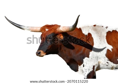 long horn steer cutout isolated on white background Royalty-Free Stock Photo #2070115220
