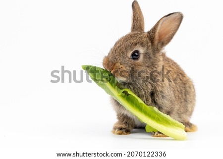 A healthy Lovely baby bunny easter fluffy brown rabbit eating food, green vegetables, on white background. selective focus. Animal, rabbit food, healthy lifestyle concept.