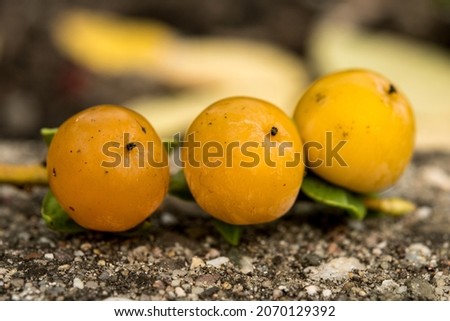 The yellow fruits of Diospyros virginiana