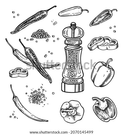 Black pepper hand drawn set with dryed seeds. Peppercorn heap in vintage line art style. Spice white and chili pepper sketch in black and white style. Isolated vector illustration in white background. Royalty-Free Stock Photo #2070145499