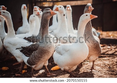 Geese in a country yard. Free range poultry farming Royalty-Free Stock Photo #2070150155