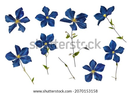 Blue garden flowers. Clip art set on white background