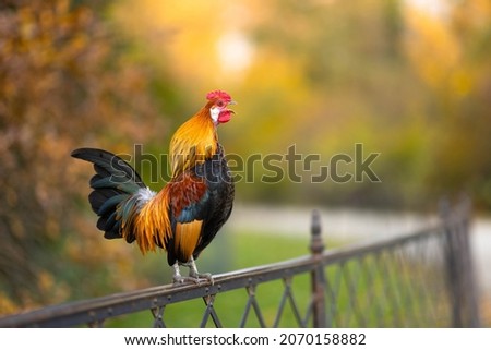 I photographed the roosters in the castle garden in autumn, when the colors were beautiful. Royalty-Free Stock Photo #2070158882