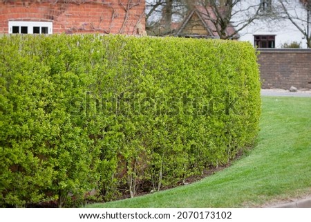Garden hedge, wild privet (ligustrum vulgare) outside Victorian house in spring time, UK Royalty-Free Stock Photo #2070173102