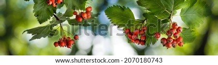 image of a branch with hawthorn berries close-up
