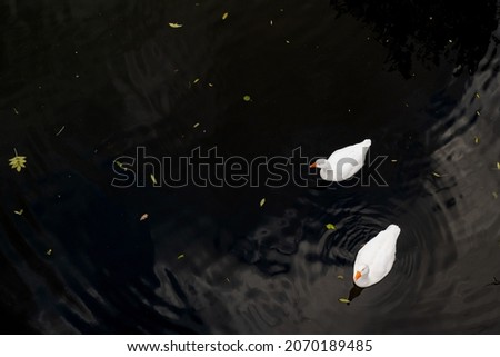 Abstract of two adult geese seen on a fresh water river, with the photograph being taken from a bridge that spans the river.