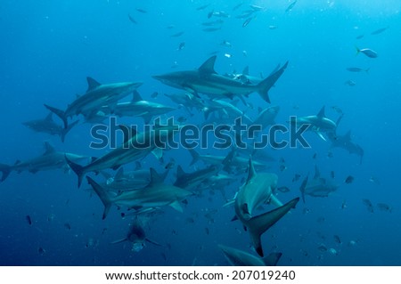 Shoal of blacktip sharks