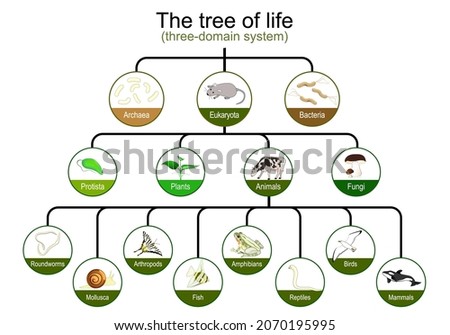 Taxonomy. classification of tree of life. three-domain system. Phylogenetic and symbiogenetic tree of living organisms. origins of Archaea, eukaryotes and prokaryotes. Vector infographics  education Royalty-Free Stock Photo #2070195995