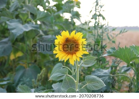 Sunflower with a bee on the background of the wheat field
