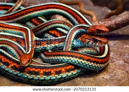 San Francisco garter snakes, endemic of California Royalty-Free Stock Photo #2070213131