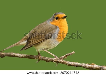 A European robin (Erithacus rubecula) perching on a twig