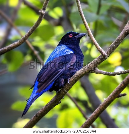 Male Asian fairy-bluebird, Irena puella, perched on a branch. This fruit eating passerine is endemic to the wetter parts of India, the Himalayas, southwestern China, and Southeast Asia