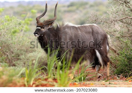 A big trophy Nyala / Inyala bull standing and posing in this image.