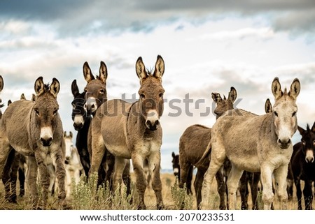 A herd of colorful Stubborn Donkeys in a countryside field. Royalty-Free Stock Photo #2070233531