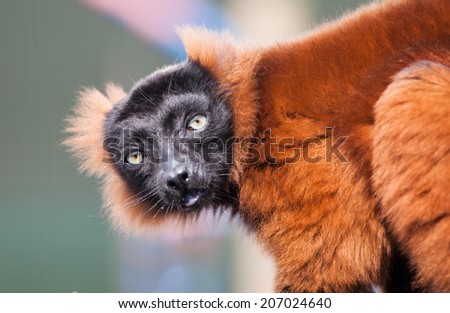 Picture of a red lemur monkey