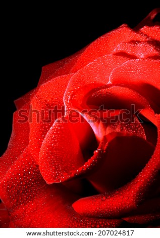rose black background macro photo with drops of dew \ rose black background