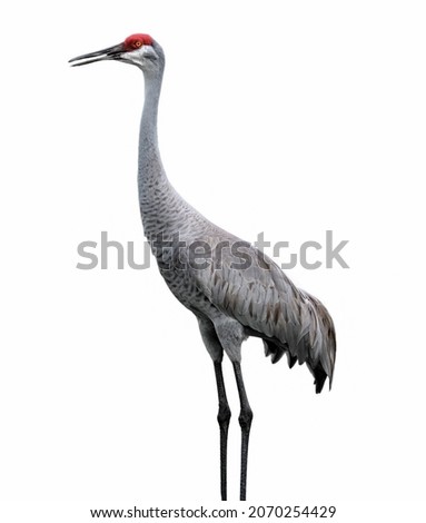 Sandhill crane bird - Grus canadensis - close-up standing profile view showing orange eye, red head cap, great grey feather detail isolated cutout on white background Royalty-Free Stock Photo #2070254429