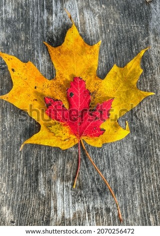 Red and golden yellow maple leaves against aged wood