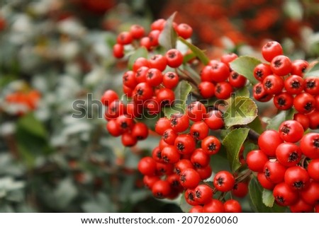 Firethorn or Pyracantha, decorative garden bush with bright red berries. Close up of Pyracantha red berries in autumn, selective focus Royalty-Free Stock Photo #2070260060