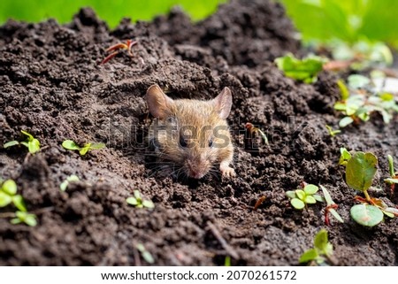 A field mouse looks out of a mink Royalty-Free Stock Photo #2070261572