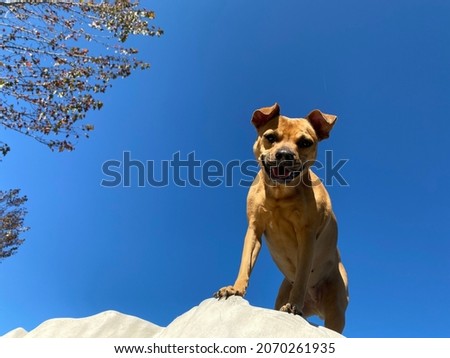 Small brown dog climbing on rock against blue sky background 