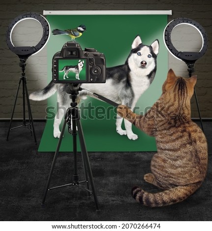 A beige cat photographer takes pictures a dog husky in the photo studio.