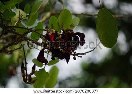 Erythrina fusca (Also purple coraltree, gallito, bois immortelle, bucayo) flower. Used as a traditional medicine for itching by boiling the leaves
