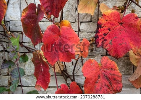 Closeup of red leaves of vitis coignetiae in a public garden Royalty-Free Stock Photo #2070288731