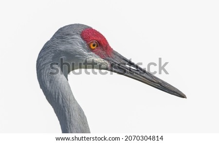 Close up of adult wild sandhill crane - Grus canadensis head showing feather detail. Isolated cutout on white background