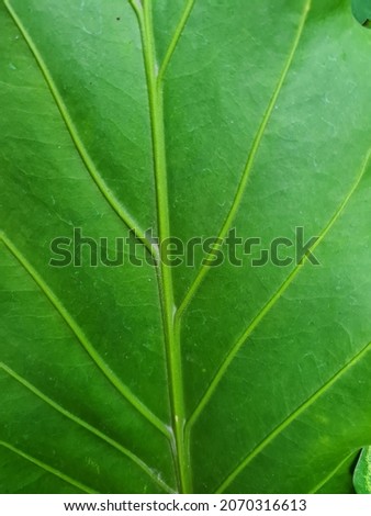Nature background, green leaves, green leaves background