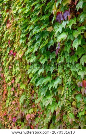 Beautiful, vibrant, fall color in vine leaves growing on a wall as a nature background

